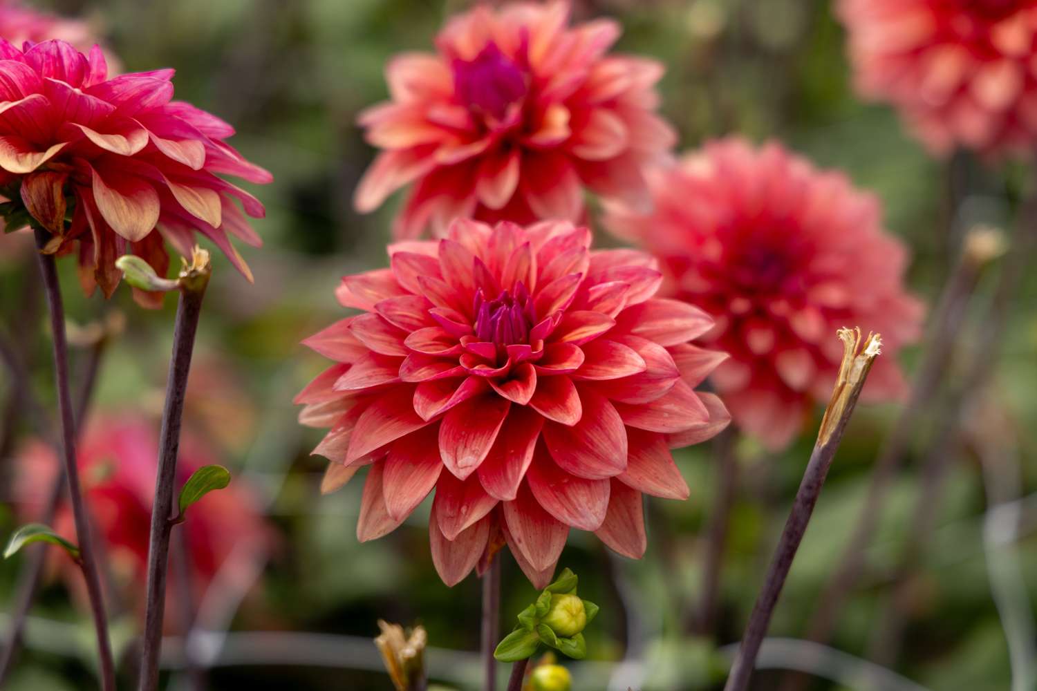 Dahlia 'American Dawn'